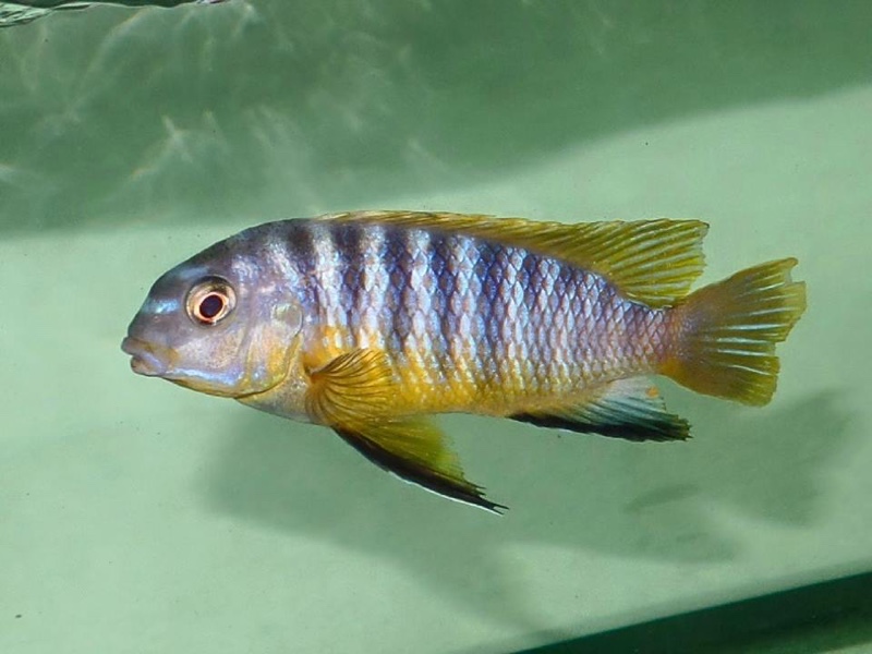 Tropheops sp. 'aurora' Ndonga